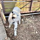 반달염소농장 이미지