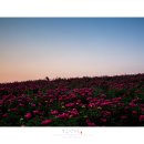 의성꽃화원 이미지