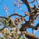 활성동 밀양시국궁장 | 2026 밀양 금시당 매화 개화 상황 | 2월 3월 매화꽃 개화 소식