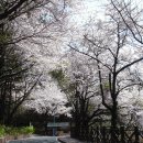 수봉산 벚꽃 나들이 이미지