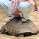 거북이 몸부림 치는데…아이 안고 올라탄 中여성 눈살(영상) 이미지