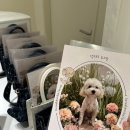 댕구르르 이미지