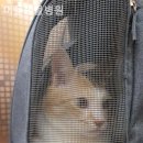 이플동물병원 이미지