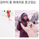 해피하개 네이버블로그