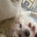 동물제중원금손이 동물병원 이미지