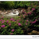수다래 이미지