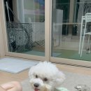 포마이댕 이미지