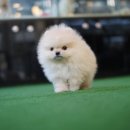 베이비몽 강아지분양 인천청라점 이미지