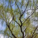 장안2제방 이미지