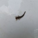 대촌천 이미지