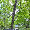 구룡목제 이미지