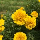 한옥민박사계절 이미지