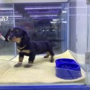 멍멍클럽 이미지