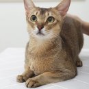 코냥코냥 이미지