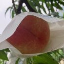 안하농장 | [피드백 세션]충주 복숭아 과수원 천중도 후기들과 첫 소통, 포장, 택배 개선사항 말씀주세요!