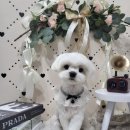 몽실묭실 이미지