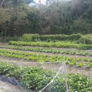 시골닭 농장 이미지