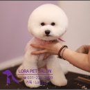 로라펫살롱 이미지