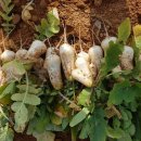 향남농장 이미지