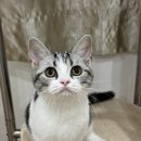 아메숏 캐터리 이미지