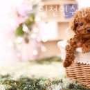 몽몽이하우스 인천연수점 | 인천 동춘동 강아지분양 몽몽이하우스 인천연수점 영업시간 가는길