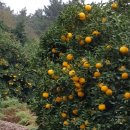 이상만농장 이미지