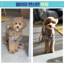 보람유치원 | 시흥애견미용실 같이 있는 곳 댕봄애견유치원에서 똘이의 변신은 무죄
