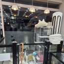 냥이를 사랑하는 멍멍이 이미지