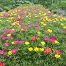 채송화농장 이미지