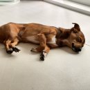 늘봄 그루밍 이미지