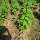 산록가든 이미지