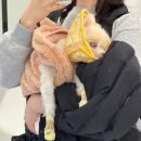 운정24시동물의료센터 이미지