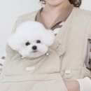 코지하우스 켄넬 이미지