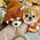 댕그라밍 | 검단신도시 애견미용 추천 댕그라밍 1년 넘게 정착한 내돈내산 찐후기
