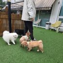 평택소화유치원 | 평택애견호텔 왓썹독 대만족했던 찐 후기