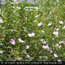 담양솔마루 이미지