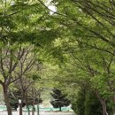 오토그린 | 영월 오토캠핑장 영월 다그린캠핑장 — 강원 캠핑의 3가지 숨은 매력