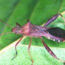 노나메기 이미지