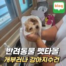 메이펫 | 개부러나 펫타올 리뷰 목욕 후 물기를 빠르게 잡아주는 강아지수건