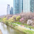 2026 양재천 벚꽃 축제 개화 실시간 현황 서울 벚꽃 명소 추천