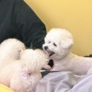 몽라이크(monglike) 이미지