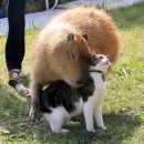 초원을 지배하는 가장 큰 쥐, 카피바라(CAPYBARA) (쥐 사진 주의) 이미지