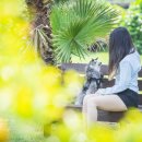 애견시선 이미지