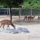 사슴은 꽃이었다 이미지