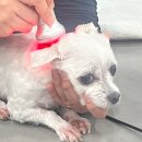 강북동물병원 이미지