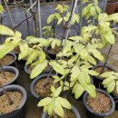 황금파크 이미지