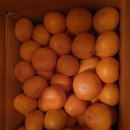 선화농원 이미지