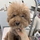 그루머제인 이미지