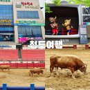 대진축산 2농산 | 청도 소싸움경기장 공룡같은 황소, 투뿔 한우 청도 축산농협 방문 후기