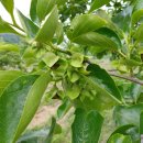 대월농장 이미지